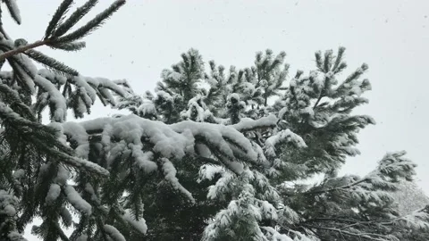 Snowflakes fall on tree branches in forest Stock Footage 144895441