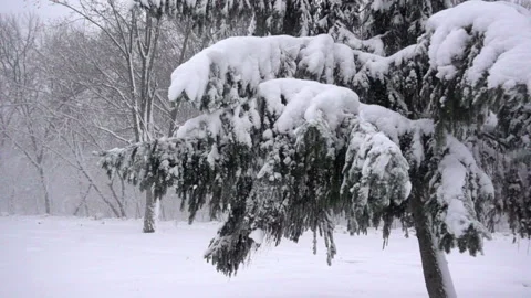 Snowflakes fall from the tree in Slow Motion. Stock Footage 85480612
