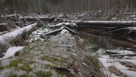 Snowflakes fall on the trunks of pine trees Stock Footage 127546735