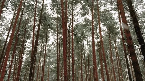 Snowflakes fall in the winter forest against the background of trees Stock Footage 73226860