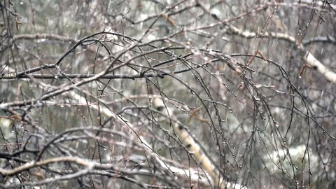 Snowflakes falling on the background of birch branches. Stock Footage 107045708