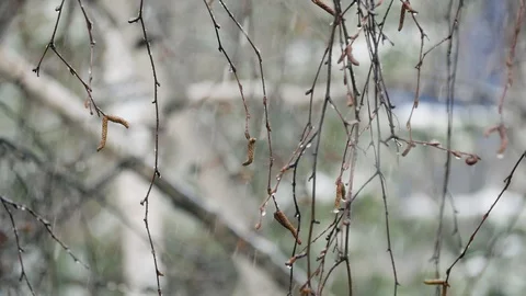 Snowflakes falling on the background of birch branches. Stock Footage 107045729