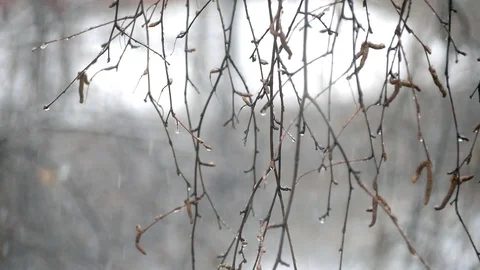 Snowflakes falling on the background of birch branches. Stock Footage 107045762