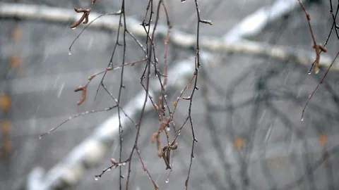 Snowflakes falling on the background of birch branches. Stock Footage 107045884