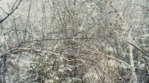 Snowflakes falling on the background of birch branches. Stock Footage 107045929