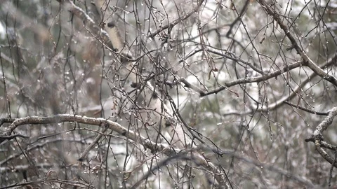 Snowflakes falling on the background of birch branches. Stock Footage 107045953