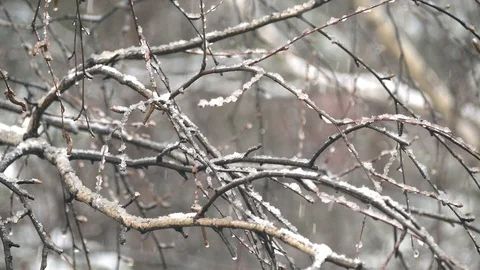 Snowflakes falling on the background of birch branches. Stock Footage 107045960