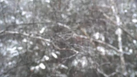 Snowflakes falling on the background of birch branches. Stock Footage 107045974