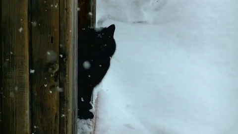 Snowflakes falling on a black cat Stock Footage 71270606