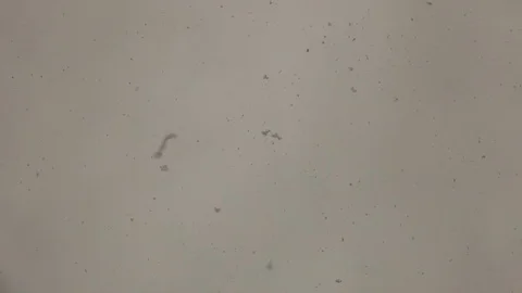 Snowflakes falling in the camera Video stock 75387562