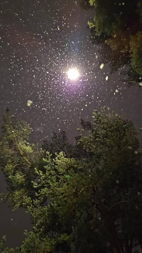 Snowflakes falling into the camera Video stock 297219177