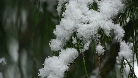 Snowflakes falling on a cypress tree Stock Footage