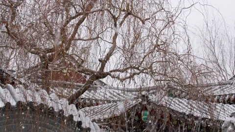 Snowflakes falling from dead trees in ancient Chinese gardens - first snow f Stock Footage 233580023