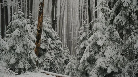 Snowflakes falling down in amazing forest at winter day Stock Footage 325962517