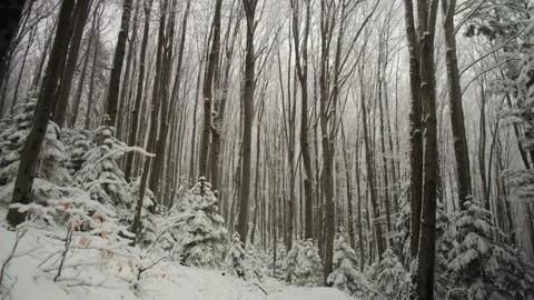 Snowflakes falling down in beautiful calm forest. Amazing winter nature Stock Footage 325962677