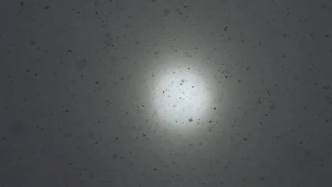 Snowflakes falling Stock Footage