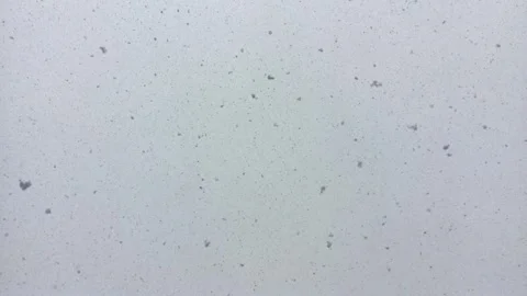 Snowflakes falling Stock Footage 311563563