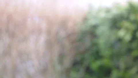 Snowflakes falling in front of green blurred hedge Stock Footage 125523113