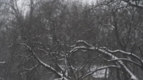 Snowflakes falling up in front of park trees. Stock Footage 147712226