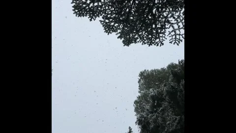 Snowflakes falling gently on a gray winter day Stock Footage 326542026