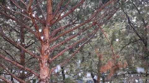 Snowflakes Falling Gently Outdoors in a Quiet Winter Landscape Scene Stock Footage 341867314