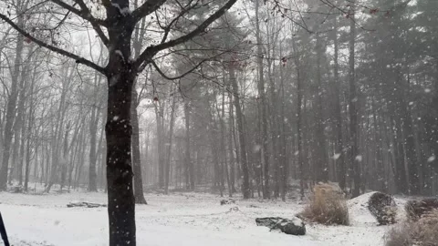 Snowflakes Falling Gently in Winter Atmosphere Stock Footage 325535902