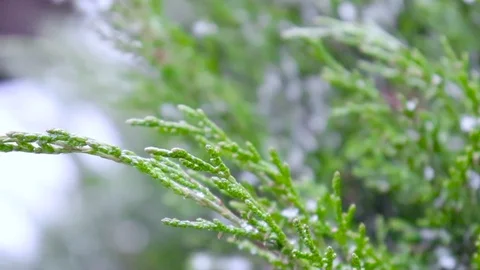 Snowflakes falling on a green tree on train background in railway station Stock Footage 99685970