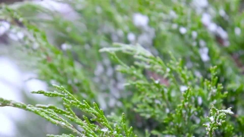 Snowflakes falling on a green tree on train background in railway station Stock Footage 99685995