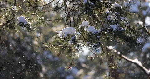 Snowflakes falling lazily in the sun ,4K slomo Stock Footage 163845292
