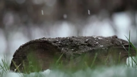 Snowflakes falling on a log Stock Footage 226764713