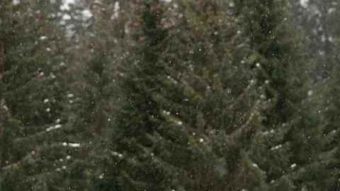 Snowflakes falling in a mountain forest (slow-motion shot) Video stock 295953763
