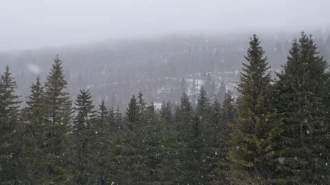 Snowflakes falling in a mountain forest (slow-motion shot) Video stock 295953780
