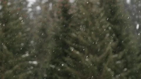 Snowflakes falling in a mountain forest (slow-motion shot) Video stock 295953792