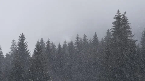 Snowflakes falling in a mountain forest (slow-motion shot) Video stock 295953799