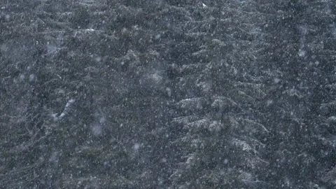 Snowflakes falling in a mountain forest (slow-motion shot) Video stock 295953860