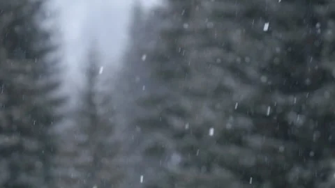 Snowflakes falling in a mountain forest (slow-motion shot) Video stock 295953861