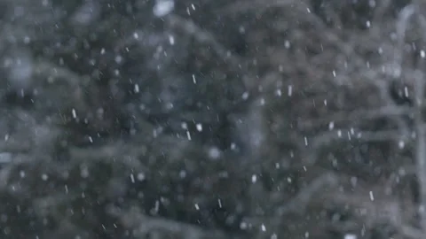 Snowflakes falling in a mountain forest (slow-motion shot) Video stock 295953882