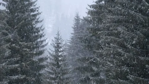 Snowflakes falling in a mountain forest (slow-motion shot) Video stock 295953883