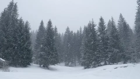 Snowflakes falling in a mountain forest (slow-motion shot) Video stock 295953906