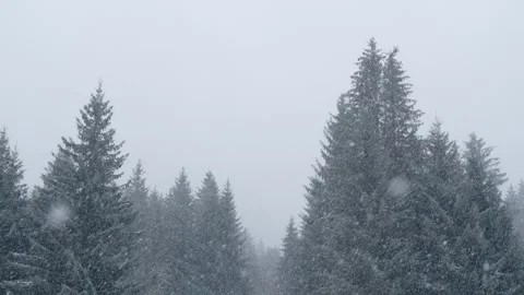 Snowflakes falling in a mountain forest (slow-motion shot) Video stock 295953924