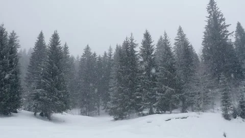 Snowflakes falling in a mountain forest (slow-motion shot) Video stock 295954041