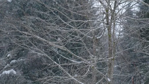 Snowflakes falling in a mountain forest (slow-motion shot) Video stock 295954043