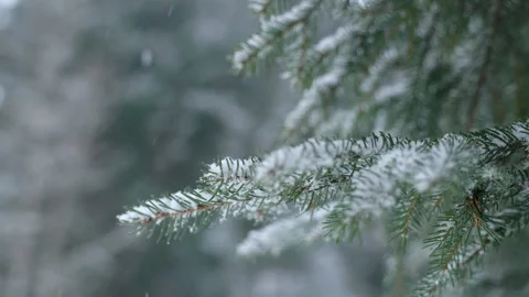 Snowflakes falling in a mountain forest (slow-motion shot) Video stock 295954045
