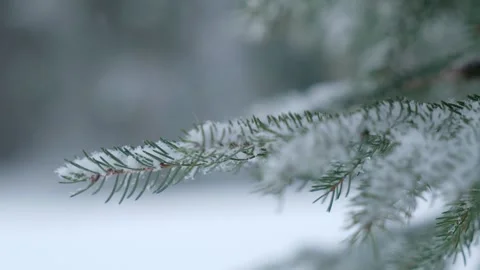 Snowflakes falling in a mountain forest (slow-motion shot) Video stock 295954055