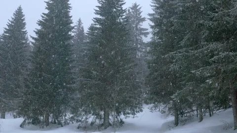Snowflakes falling in a mountain forest (slow-motion shot) Video stock 295954067