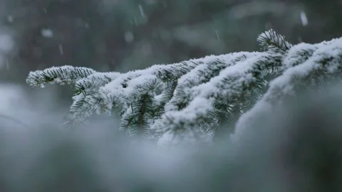 Snowflakes falling in a mountain forest (slow-motion shot) Video stock 295954085
