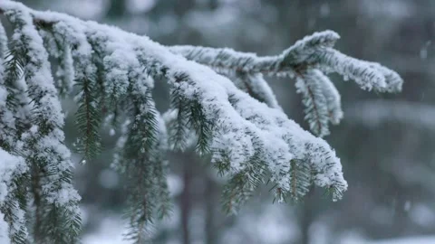 Snowflakes falling in a mountain forest (slow-motion shot) Video stock 295954086