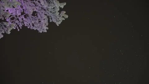 Snowflakes falling at night next to an illuminated pine branch Stock Footage 340472179