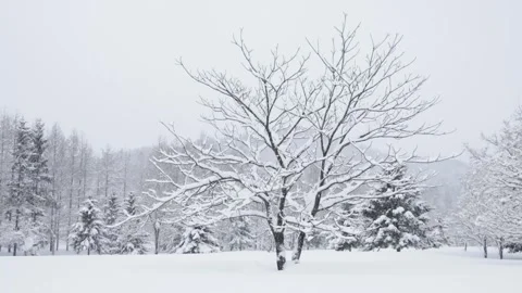 Snowflakes falling on snow-covered tree in Japanese winter landscape Stock Footage 328807160