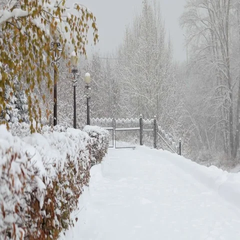 Snowflakes falling, snowfall. Scenic winter landscape. Trees and snow Stock Footage 69442214